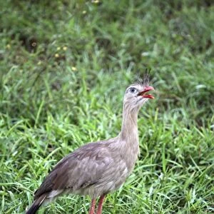 South America, Brazil, Pantanal. The Red-Legged Seriema or Crested Cariama of the Pantanal