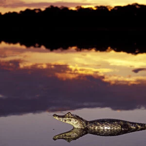 South America, Brazil, Pantanal Caiman (Caiman crocodilius yacare) in lagoon at sunset