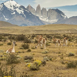Camelidae Collection: Guanaco