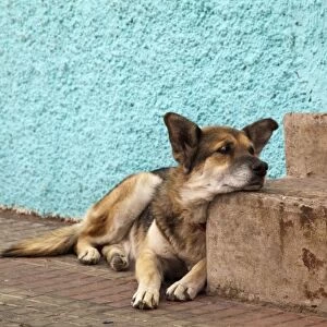 South America, Chile, Valparaiso. German shepherd rests his head on a step. (UNESCO