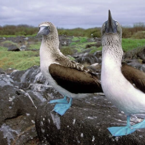 South America, Ecuador, Galapagos Islands, Hood Island. Blue Footed Boobies (Sula