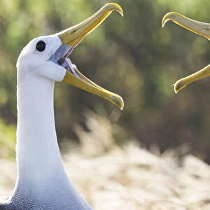 South America, Ecuador, Galapagos Islands, Espanola, Punta Suarez, waved albatross