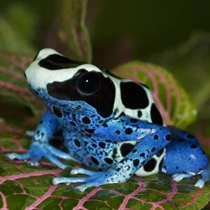 South America, Surinam. Close-up of Patricia poison dart frog. Credit as: Dennis