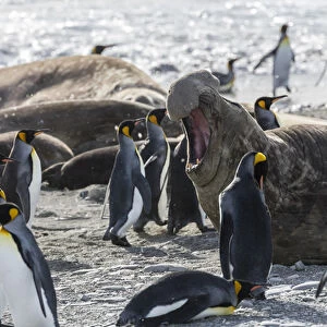 South Georgia Island, St. Andrews Bay. King penguins walk among elephant seals on beach