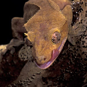 South Pacific, New Caledonia. Crested Gecko (Phacodaelvlus cilialus)