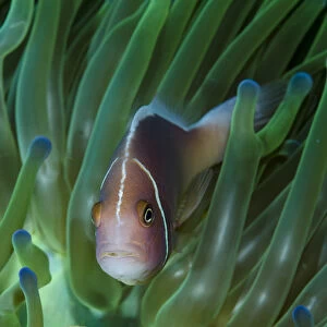 South Pacific, Solomon Islands. Close-up of pink anemonefish in tentacles. Credit as