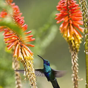 Sparkling Violetear Hummingbird (Colibri coruscans), base of Chimborazo Volcano, Andes