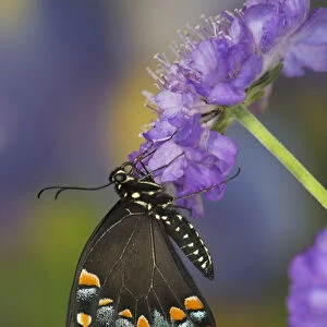 Spicebush Swallowtail Butterfly, Papilio troilus