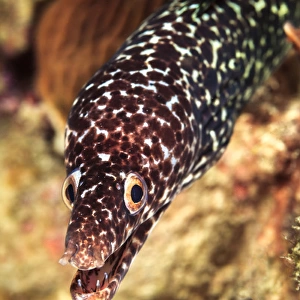 Spotted moray eel portrait, off Bonaire, N. A