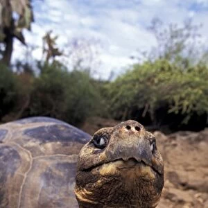 Spouth America, Galapagos Islands. Giant tortoise (Geochelone elephantopus)