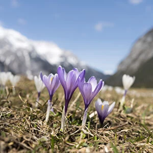 Spring Crocus (Crocus vernus) in full bloom in the Eastern Alps of central Europe
