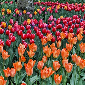 Spring tulip garden in full bloom, Skagit Valley, Washington State