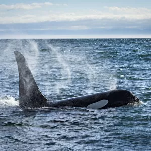 Straight of Juan de Fuca, Washington State, USA. Southern resident killer whale blowing