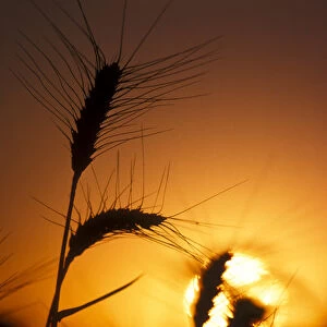 Sun creates silhouettes of wheat plants at sunset / sunrise