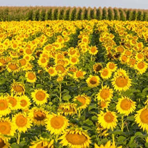 Sunflower and corn field in morning light in Michigan, North Dakota, USA