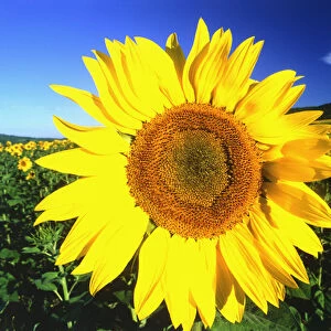 Sunflower, Provence, France