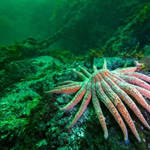 Sunflower Starfish and mooring chain in backgound off of Vancouver Island, BC