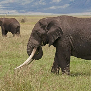 Tanzania, Africa. Three African Elephants grazing
