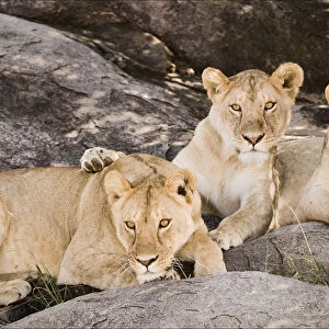 Tanzania, Africa. Three Lions sit in the shade of a rock outcropping