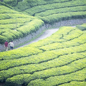 Tea plantation in Conoor, Tamil Nadu, India