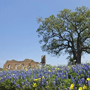 Texas Bluebonnets (Lupinus texensis) in bloom, central Texas, spring