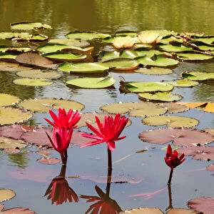 Thailand. Royal Park Ratchaphruek. Water lilies