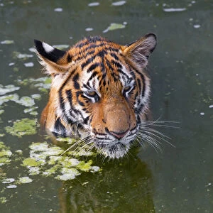 Tigers playing in water, Indochinese tiger or Corbetts tiger (Panthera tigris corbetti)