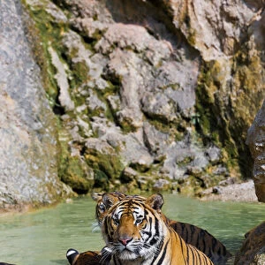 Tigers in water, Indochinese tiger or Corbetts tiger (Panthera tigris corbetti)