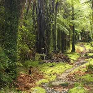 Track by Fox River, Paparoa National Park, West Coast, South Island, New Zealand