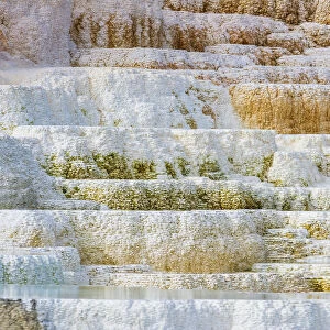 Travertine terraces at Minerva Spring, Mammoth Hot Springs, Yellowstone National Park