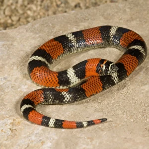 Hognose Snake Collection: Tri-Color Hognose Snake