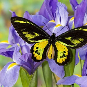 Tropical butterfly, Birdwing, male Ornithoptera rothschildi blue Dutch iris