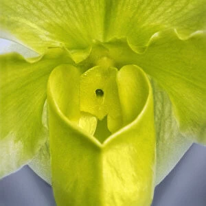 Tropical Slipper Orchid