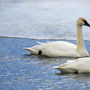 Trumpeter swan on river in winter. Formerly endangered, this heaviest bird in North