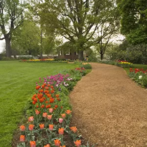 Tulips in garden of Monticello, home of U. S. President Thomas Jefferson, built 1769-1808