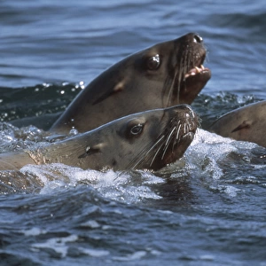 U. S. A. Alaska, Glacier Bay National Park Steller sea lions (Eumetopias jubatus)