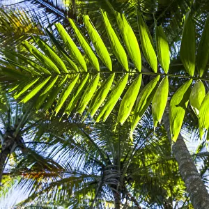 U. S. Virgin Islands, St. Thomas. St. Peter, tropical vegetation