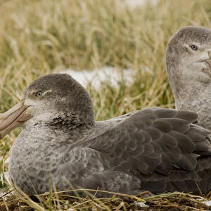 United Kingdom Territory, South Georgia Island. Close-up of two northern giant petrels in grass