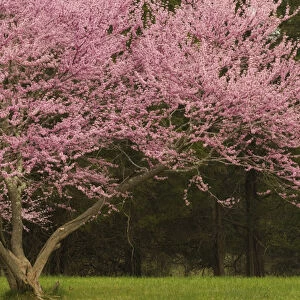 United States, Virginia, Manassas, Manassas National Battlefield Park, redbud tree