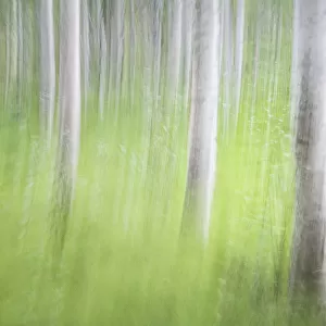 USA, Alaska. Abstract motion blur of birch trees