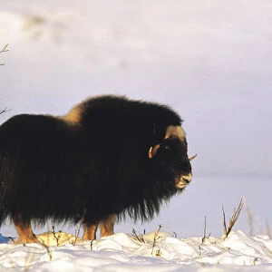 USA, Alaska, Alaska North Slope, Arctic National Wildlife Refuge, Musk ox bull standing
