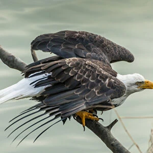 USA, Alaska, Chilkat Bald Eagle Preserve