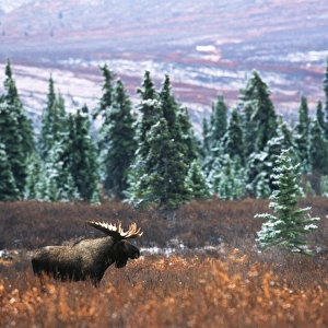 USA, Alaska, Denali National Park And Preserve, , Bull moose standing in field