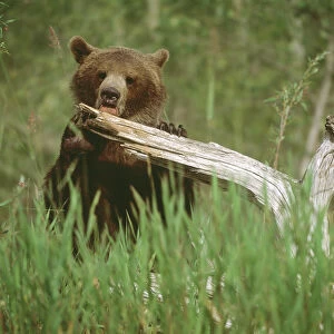 USA, Alaska. Grizzly bear licks dead tree branch