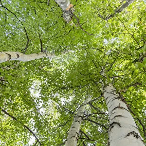 USA, Alaska. Paper birch trees. Credit as: Don Paulson / Jaynes Gallery / DanitaDelimont