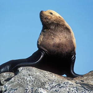 USA, Alaska, Steller Sea Lion bull rests on rocks at (Eumetopias jubatus) haulout