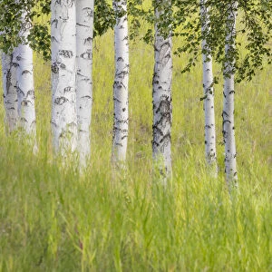 USA, Alaska. USA, Alaska. Paper birch trees and grass