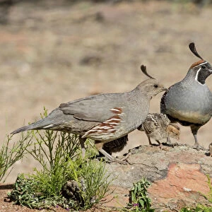 New World Quail Mouse Mat Collection: Gambels Quail