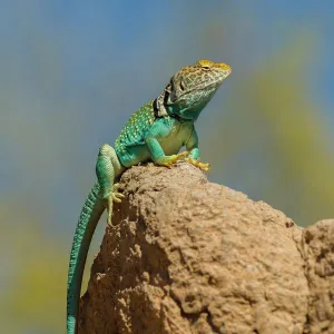 Lizards Cushion Collection: Collared Lizard