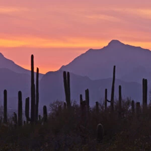 USA, Arizona, Saguaro National Park, Sonoran Desert. Saguaro forest at sunset. Credit as